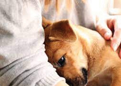 Άγχος Αποχωρισμού & Σκύλος
